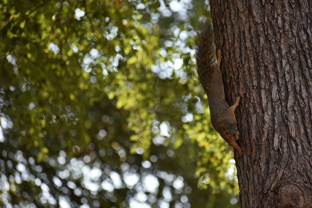 亚历山大的 亚历山大的