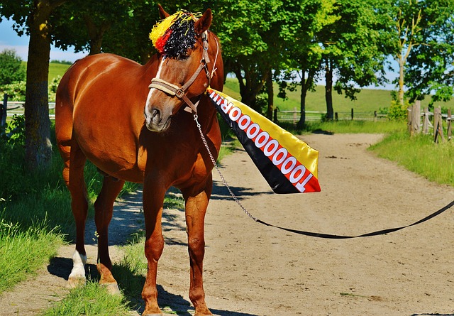奥会晒出关 奥会晒出关
